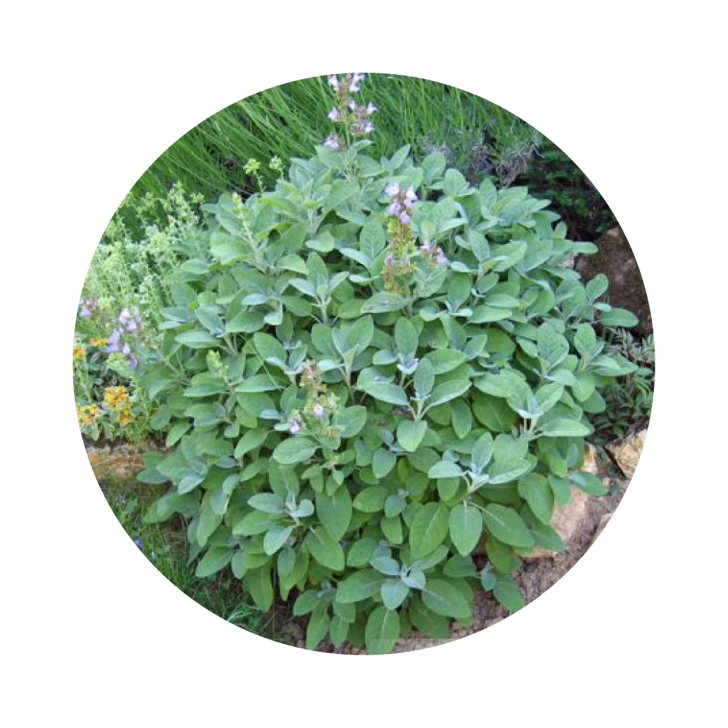 EXTRAIT DE SAUGE BIO 